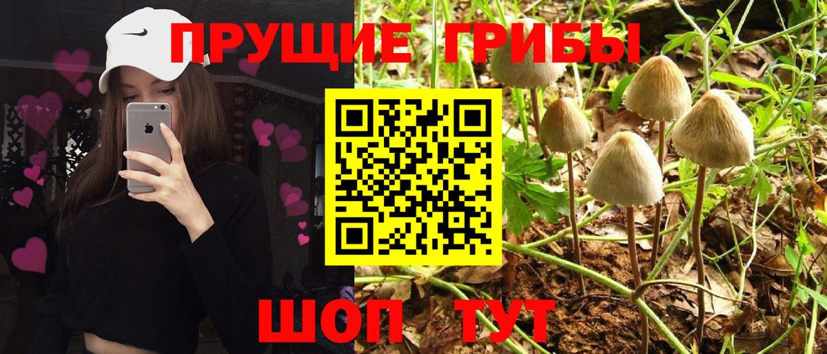 Отрадный  Псилоцибиновые грибы Psilocybe  Вход с VPN 